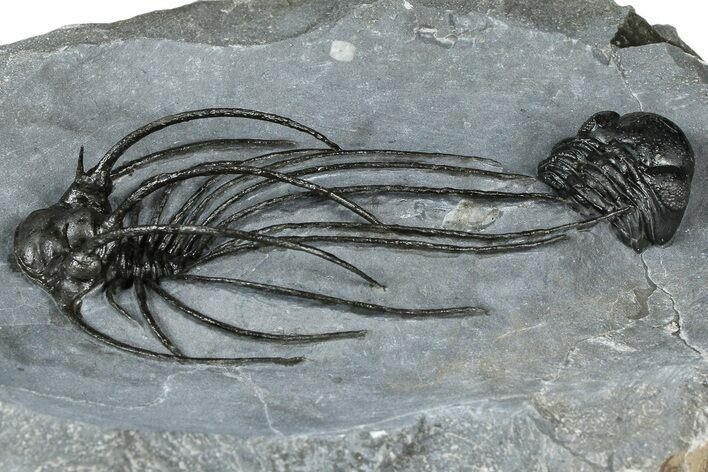 Rare, Spiny Heliopeltis Trilobite - Top Quality Example #368567